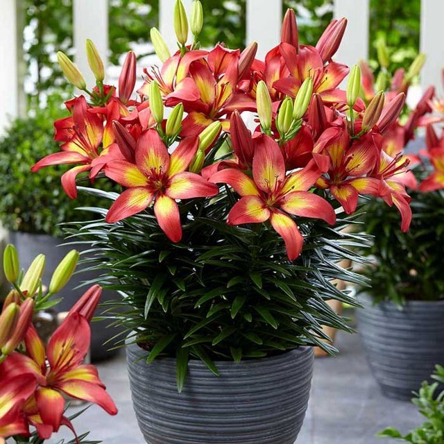 Лілія «Подвійне відчуття»