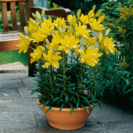 Лілія «Фата Моргана»