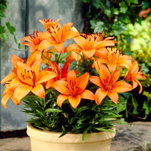 Лілія «Оранж Піксі»