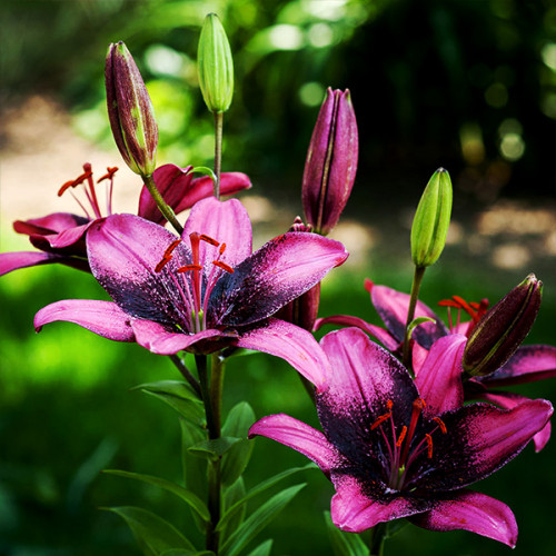 Лілія «Фіолетова мрія»