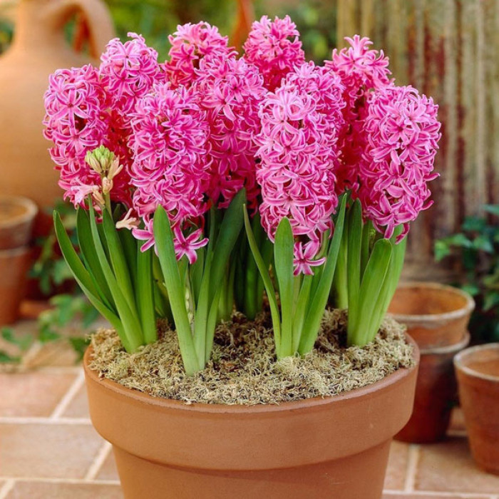 Гіацинт «Ен Меланг»