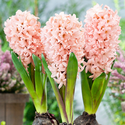 Гіацинт «Абрикосова пристрасть»