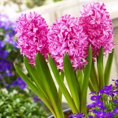 Гіацинт «Фондант»