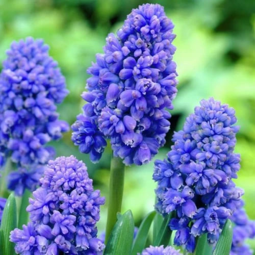 Мускарі  «Blue Spike»