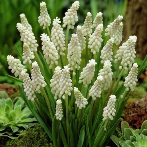 Мускарі «Гроноподібний Альбум»