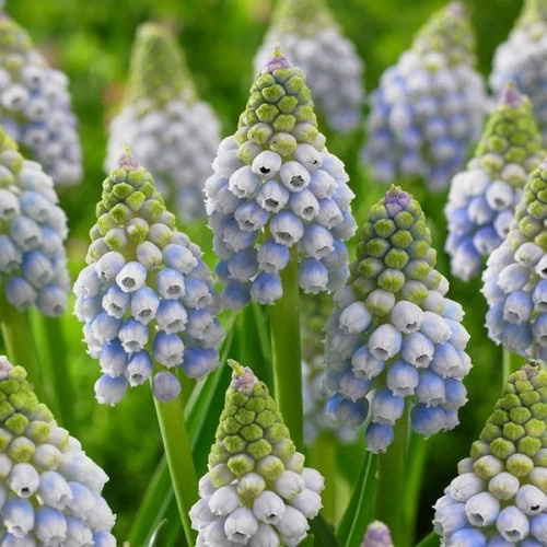 Мускарі «Оушен Меджик»